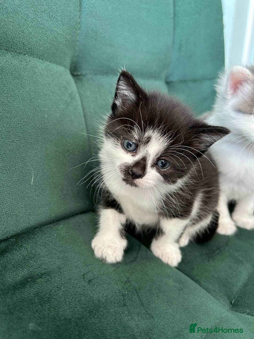 British Longhair cats for sale: Fluffy little angels  - Image 7