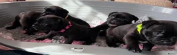 Staffordshire Bull Terrier dogs for sale: 🐾 KC  Staffordshire Bull Terrier Puppies in West Bromwich - Advert 5