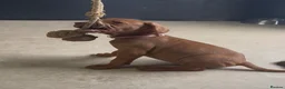 Hungarian Vizsla dogs for sale: Gorgeous Hungarian Vizsla puppies  - Advert 30