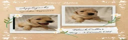 Golden Retriever dogs for sale: Quality Golden Retriever Puppies - Advert 12