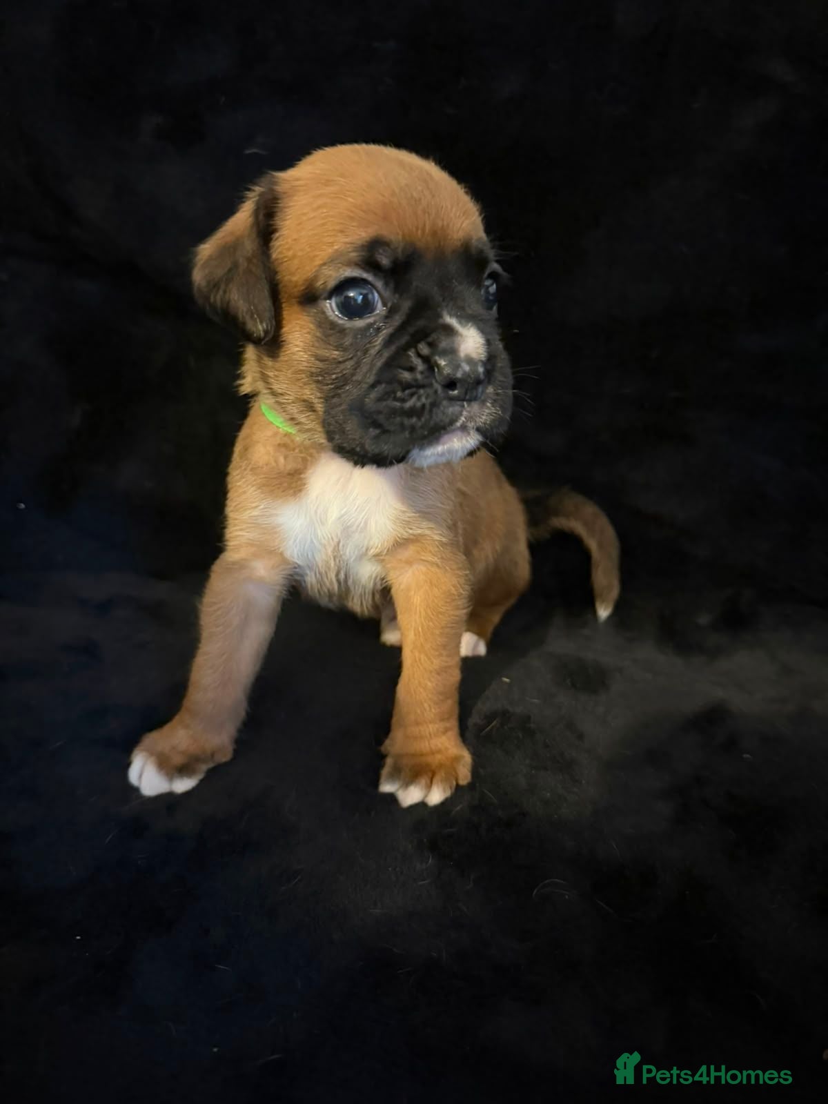 Boxer dogs Exceptional multi champion bloodlines KCregistered - Advert 21