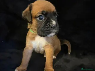 Boxer dogs Exceptional multi champion bloodlines KCregistered - Advert 1