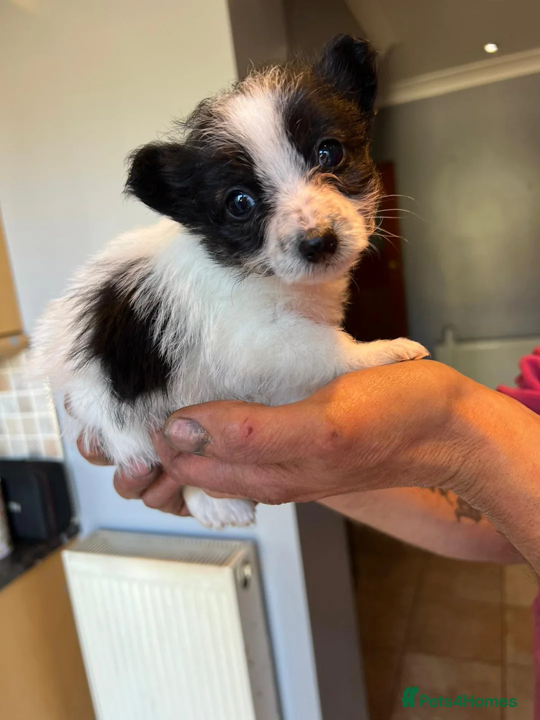 Jack Russell dogs for sale: Jack Russell puppies for sale, LAST BOY LEFT - Advert 9
