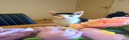 Domestic Shorthair cats for sale: STILL AVAILABLE- 2 black and white kittens  - Advert 6