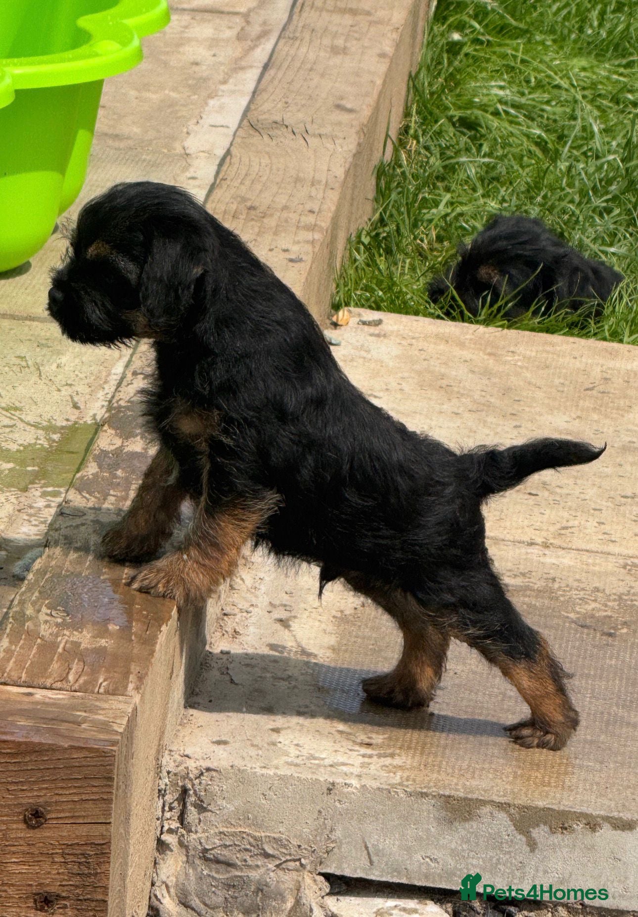 Border Terrier dogs Beautiful Border Terrier Puppies - Advert 1