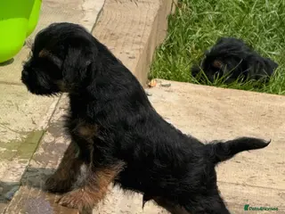 Border Terrier dogs Beautiful Border Terrier Puppies - Advert 1