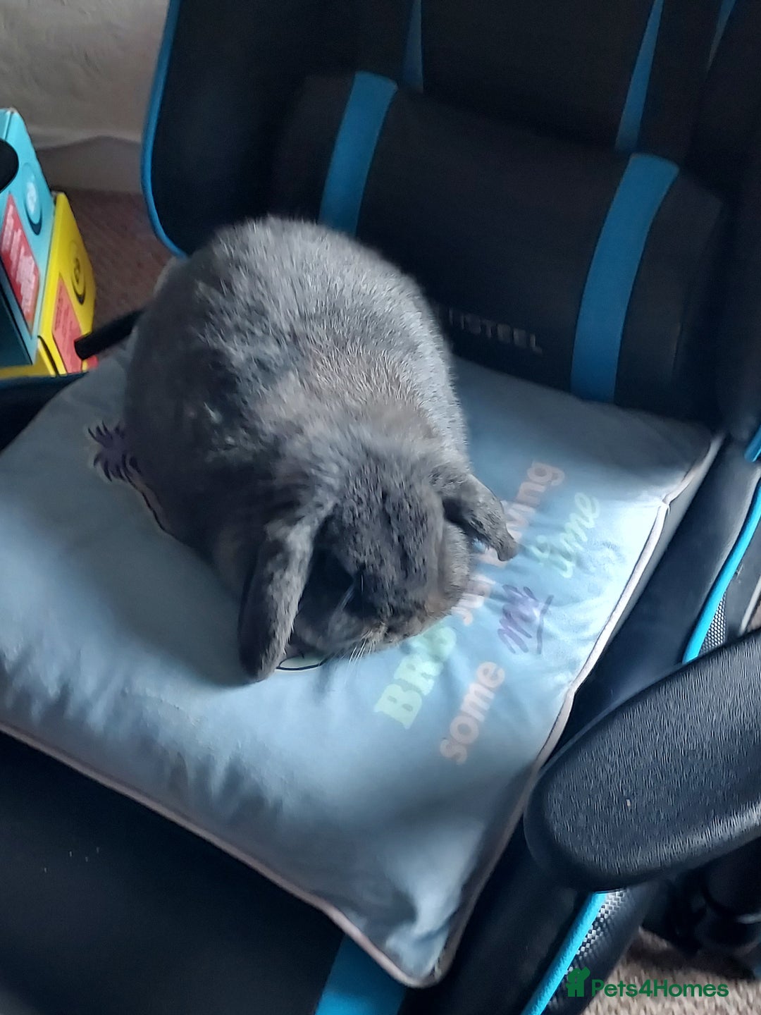 Dwarf Lop rabbits for sale: 2 rabbits one male and female - Advert 6