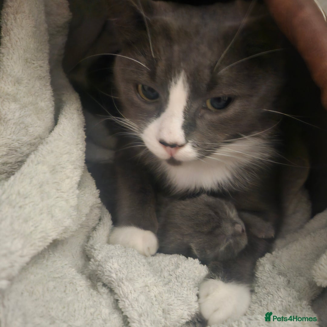 British Shorthair cats for sale: Male 3/4 BSH blue - Advert 8