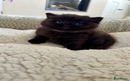 British Shorthair cats for sale: Stunning British short hair kittens  - Image 11