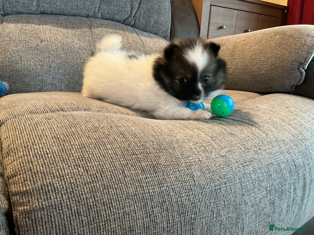Pomeranian dogs for sale: Tiny toy size parti-Pomeranian 8 weeks ready now - Advert 3