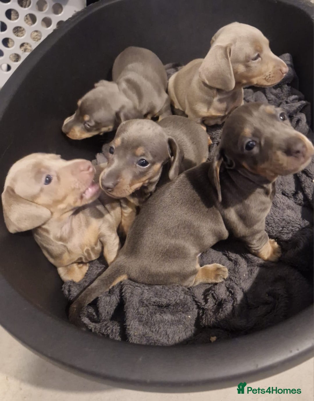 Dachshund dogs for sale: Stunning Dachshunds Viewing from 12 December  - Advert 7