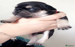 French Bulldog dogs for sale: 🐾 adorable French bulldog puppies for sale 🐾 - Image 6