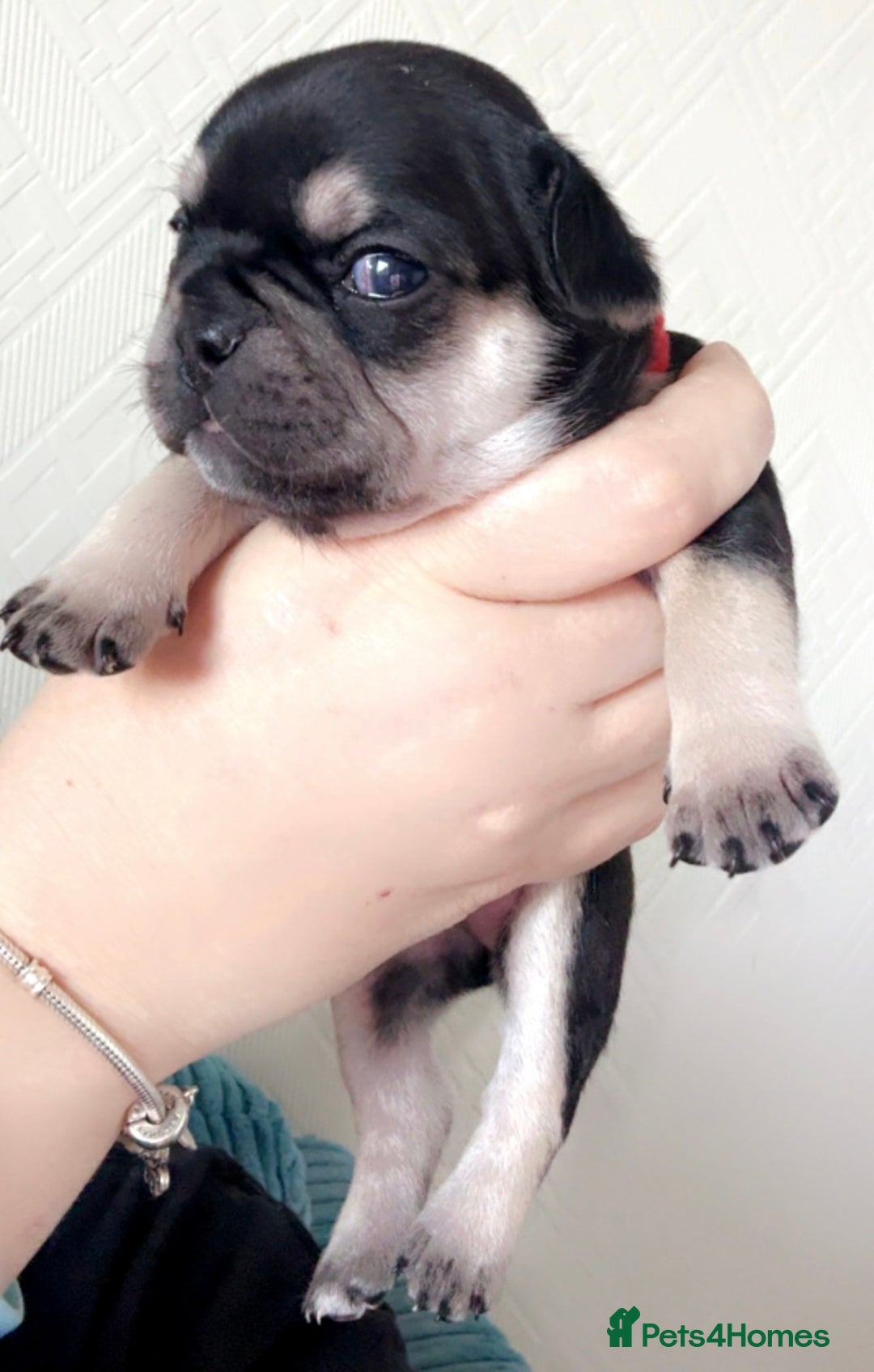 French Bulldog dogs for sale: 🐾 adorable French bulldog puppies for sale 🐾 - Image 6