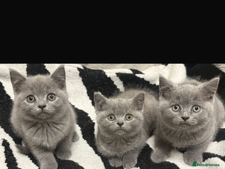 British Shorthair cats - Advert 11