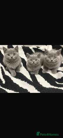 British Shorthair cats - Advert 15