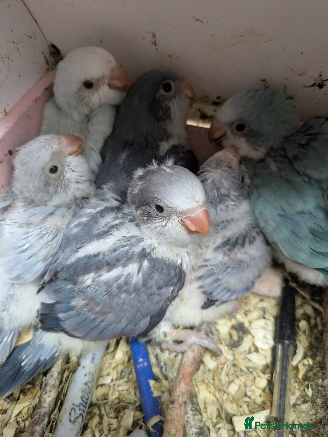 Parakeets birds for sale: Baby Quaker parrots boys and girls available  - Image 1