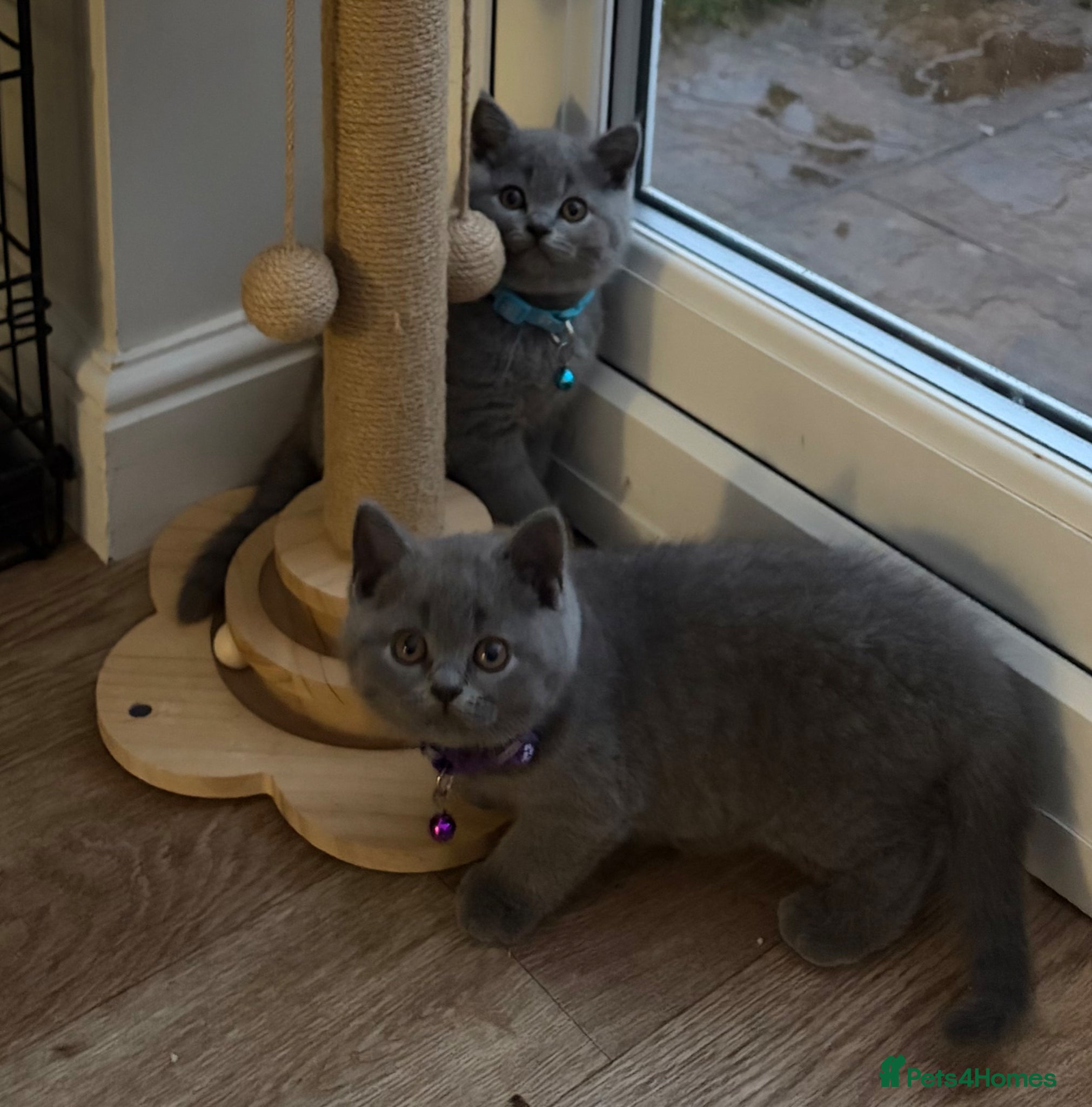 British Shorthair cats REDUCED GCCF registered, 5 gen championship BSH - Advert 2