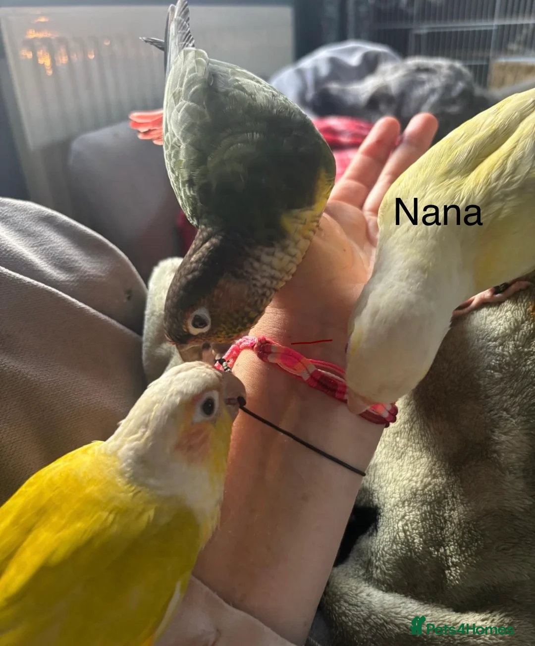 Conures birds for sale: Amazing hand reared conures for sale  - Advert 2