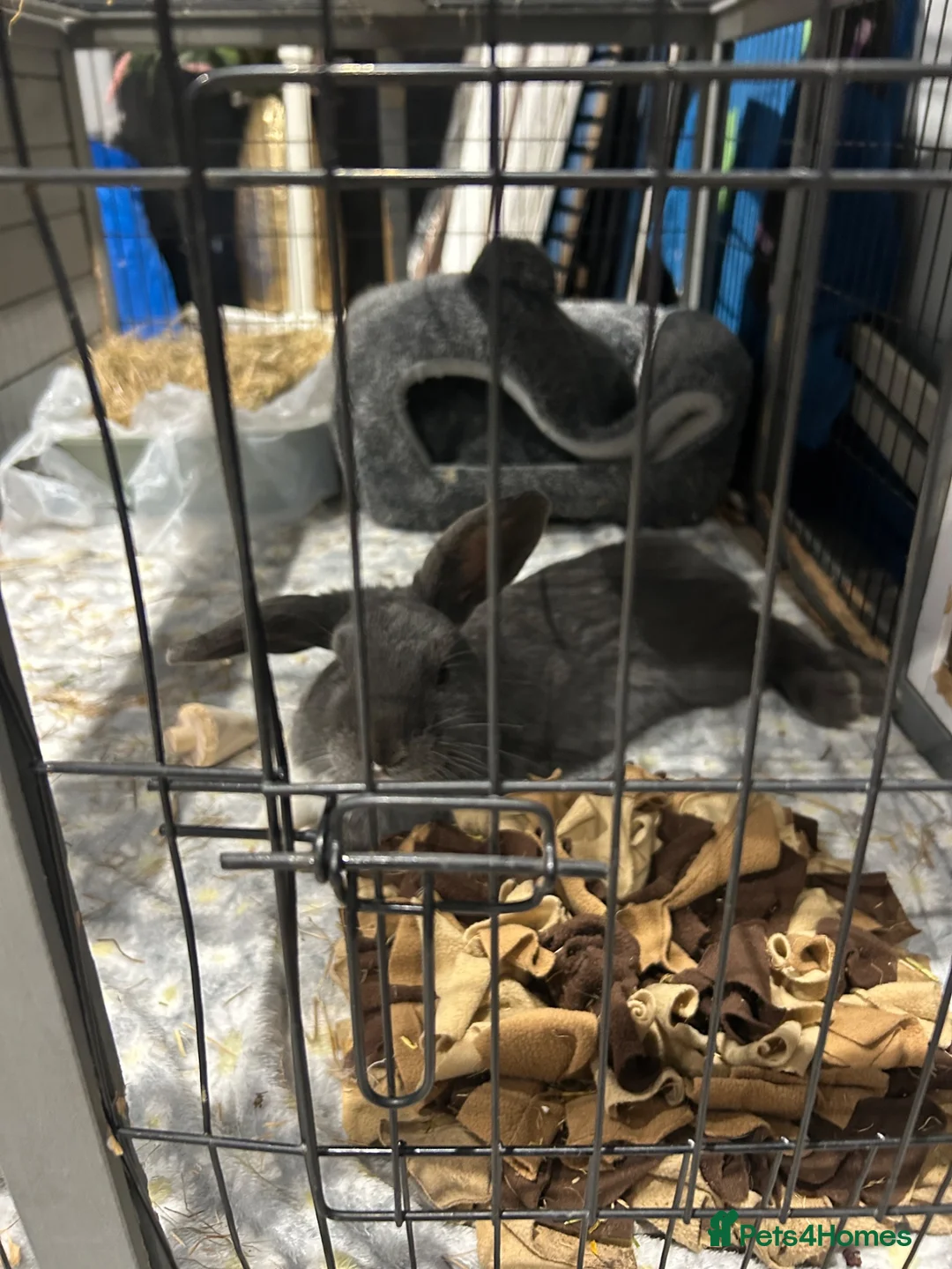 Mini Lop rabbits for sale: Lovely mini lops for sale  - Advert 2