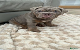 English Bulldog dogs for sale: Pablo - Image 11