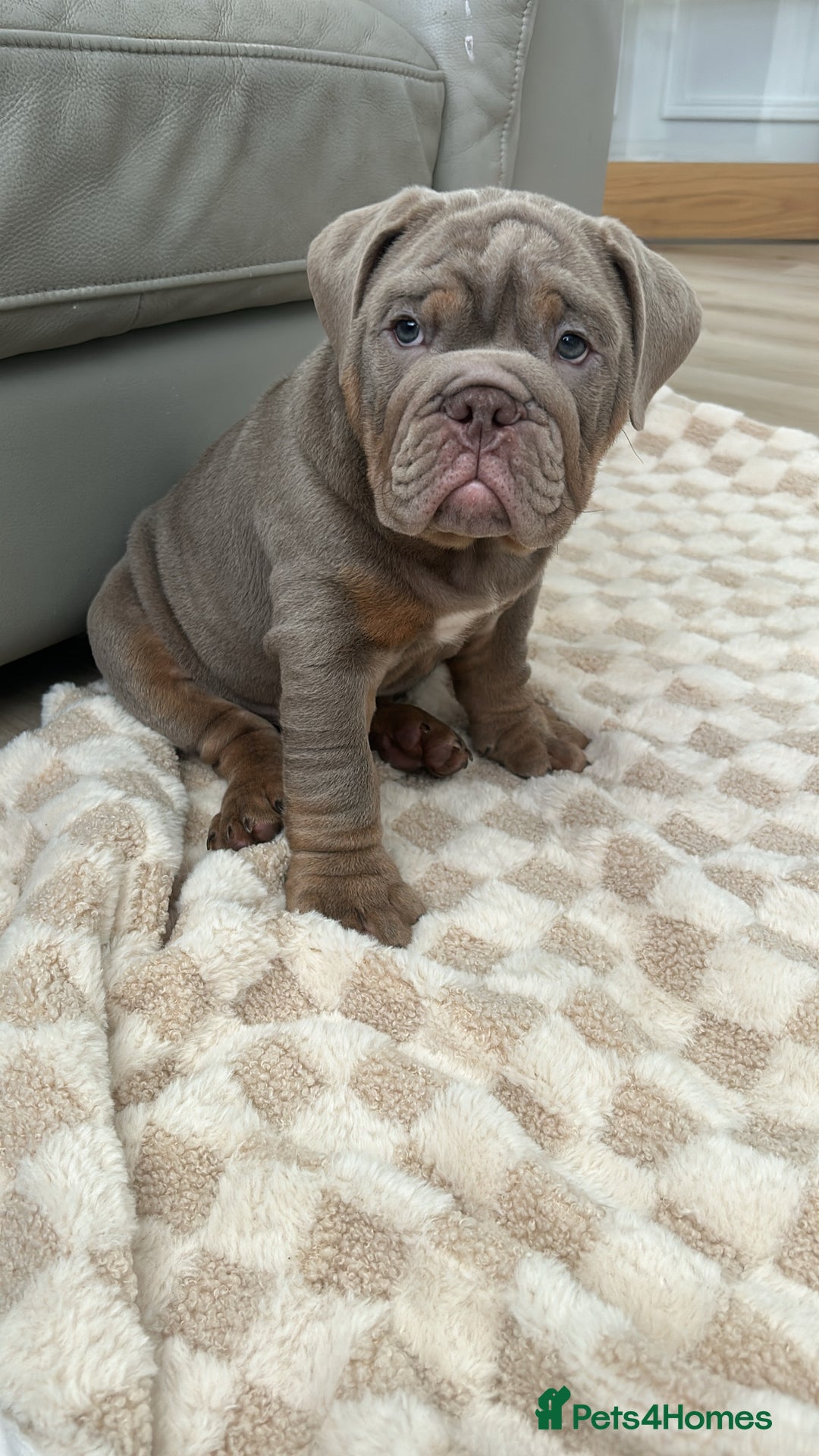 English Bulldog dogs for sale: Pablo - Image 11