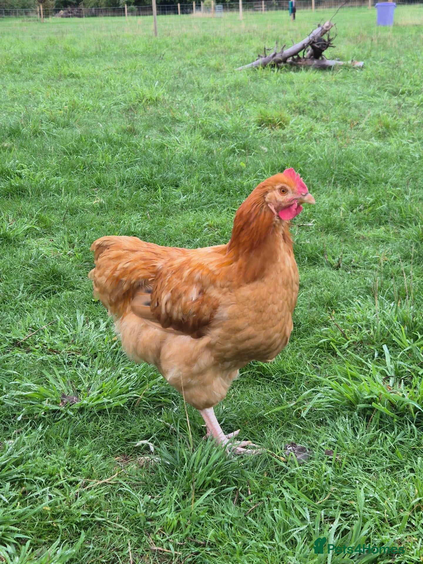 Chickens poultry Rooster - Buff Orpington Mixed - Advert 1