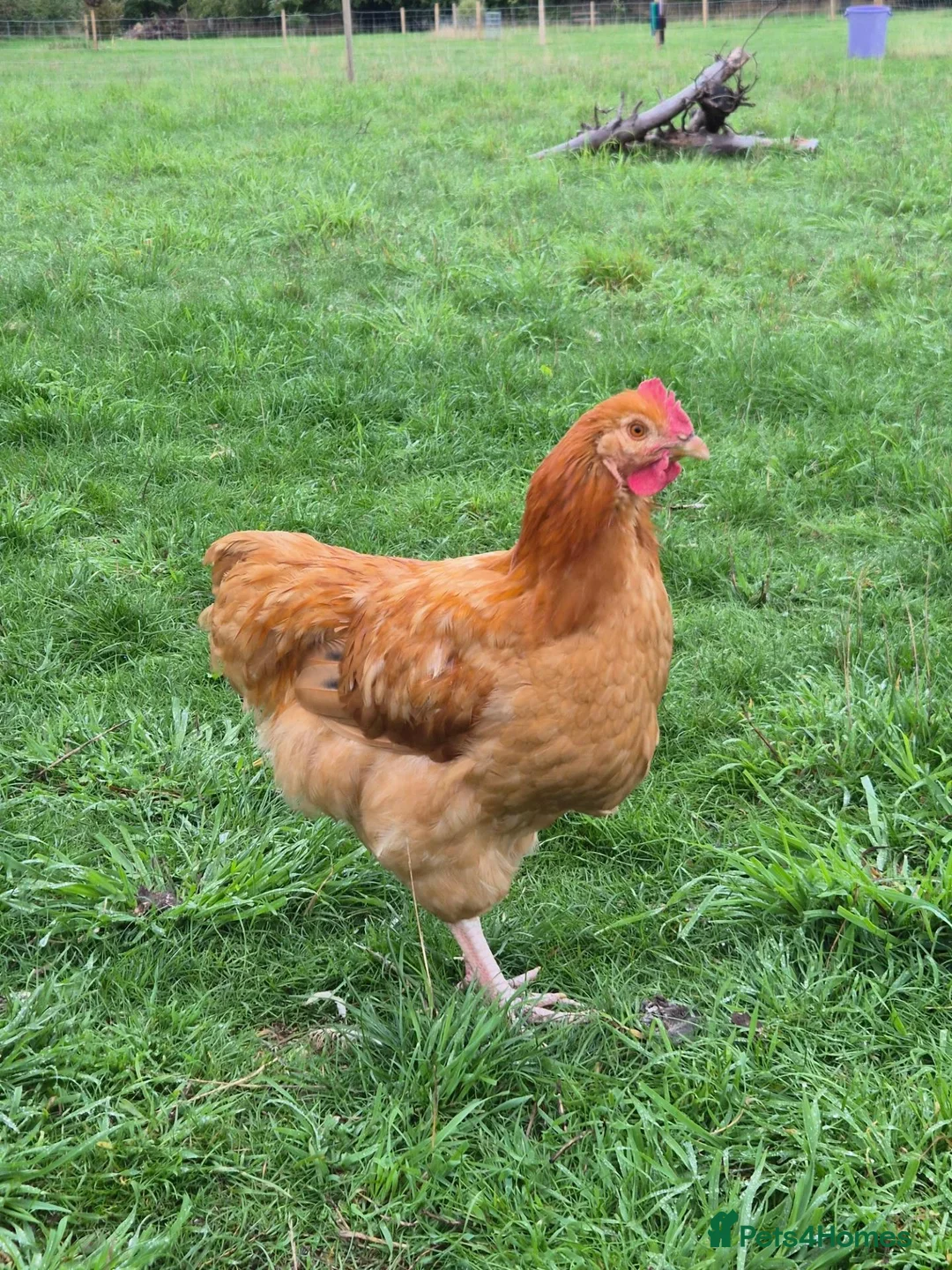 Chickens poultry for sale: Rooster - Buff Orpington Mixed in Barnetby - Advert 1