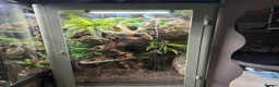 Gecko reptiles for sale:  Leachie (Leachianus) gecko - Advert 3