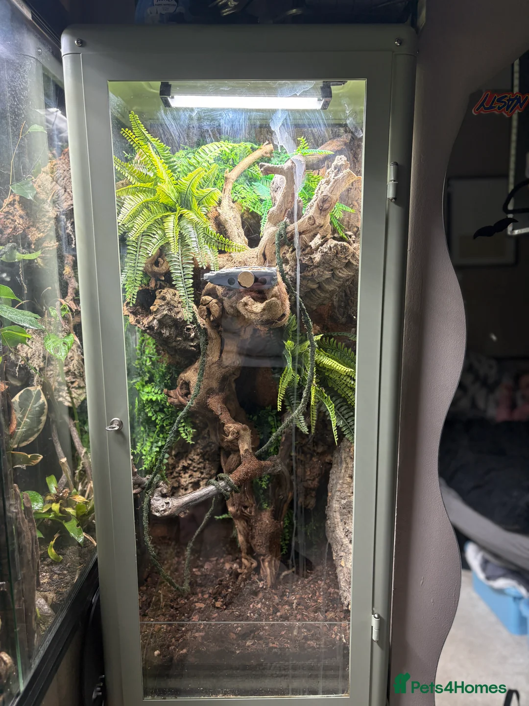 Gecko reptiles for sale:  Leachie (Leachianus) gecko - Advert 3