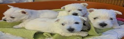 West Highland Terrier dogs for sale: Beautiful KC Registered White WestHighland Terrier - Advert 3