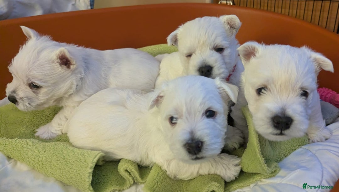 West Highland Terrier dogs for sale: Beautiful KC Registered White WestHighland Terrier - Advert 3