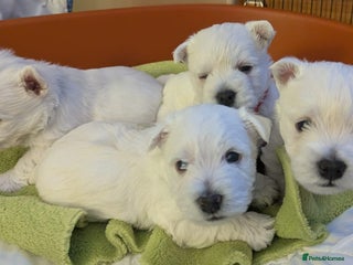 West Highland Terrier dogs Beautiful KC Registered White WestHighland Terrier - Advert 5