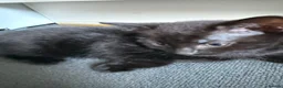 Mixed Breed cats for sale: 3 lovely kittens litter trained and on dry food - Advert 16