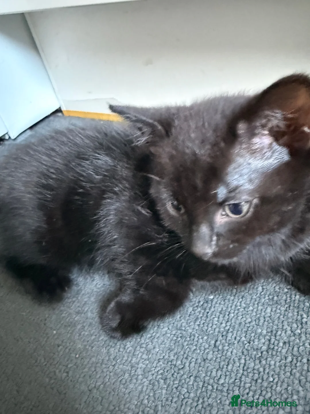 Mixed Breed cats for sale: 3 lovely kittens litter trained and on dry food - Advert 16
