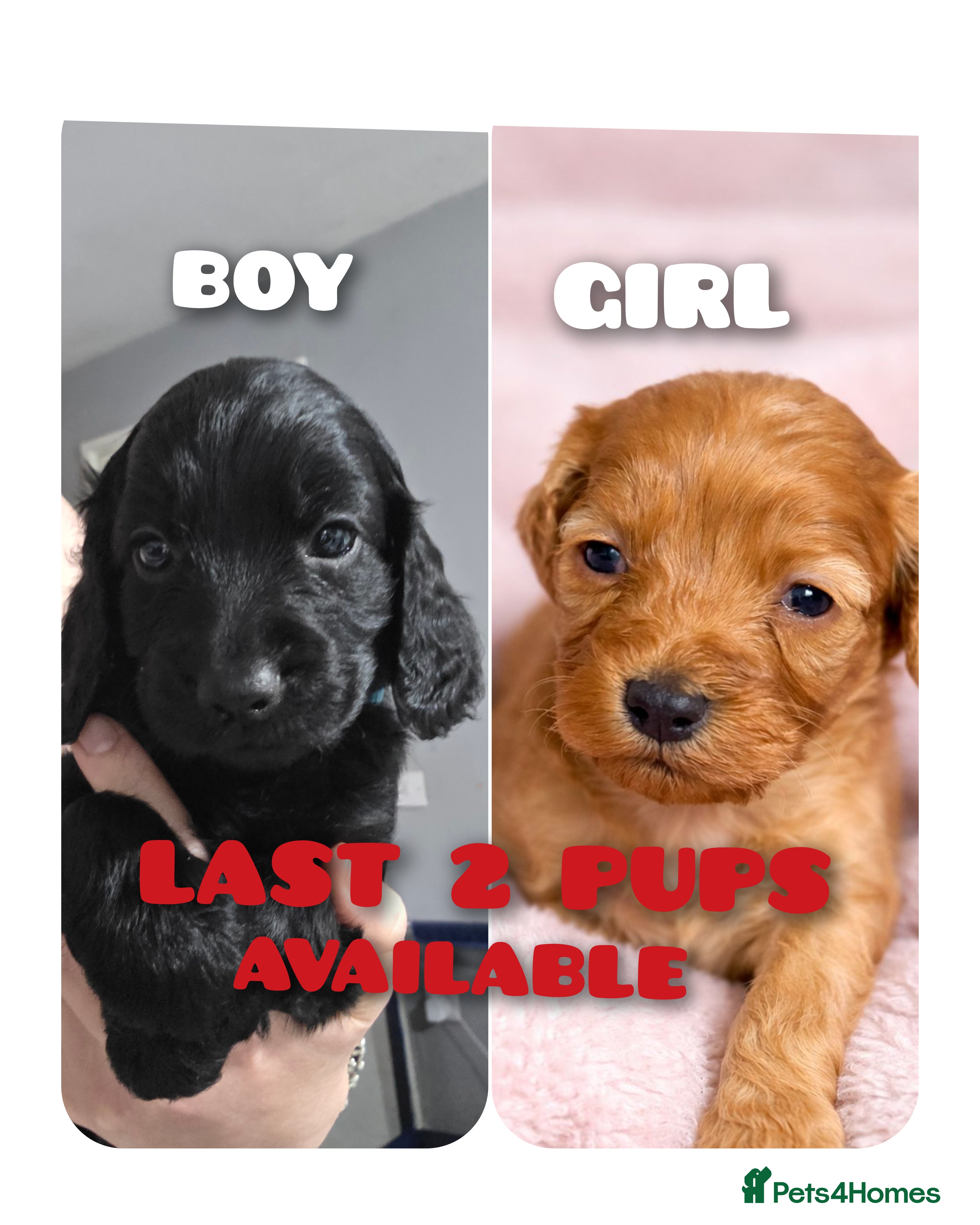 Cockapoo dogs **REDUCED**LAST 2 LEFT **Cockerpoo Puppies F2 - Advert 17