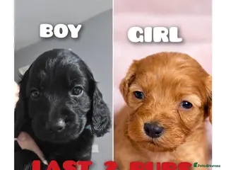 Cockapoo dogs **REDUCED**LAST 2 LEFT **Cockerpoo Puppies F2 - Advert 17