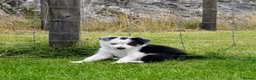 Border Collie dogs for sale: Gorgeous Border Collie puppies  - Advert 5