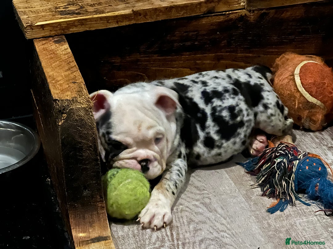 English Bulldog dogs for sale: English bulldog - Advert 11