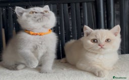 British Shorthair cats for sale: Beautiful BSH kittens  - Image 6