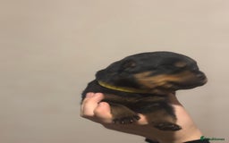 Rottweiler dogs for sale: Rottweiler puppies - Image 14