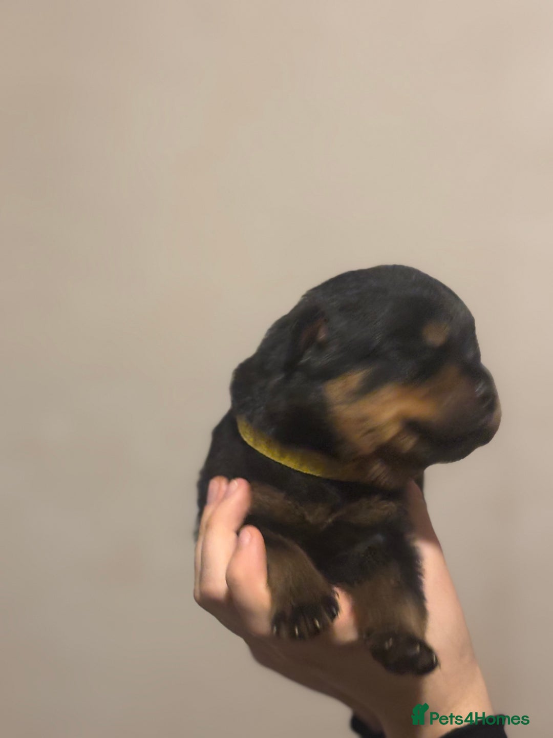 Rottweiler dogs for sale: Rottweiler puppies - Image 14