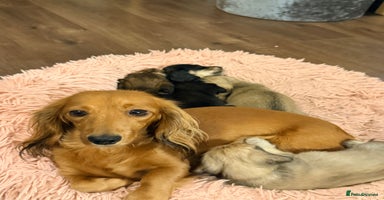 Miniature Dachshund dogs - Advert 14