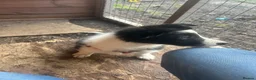 Border Collie dogs for sale: stunning old fashion collie boy - Advert 14