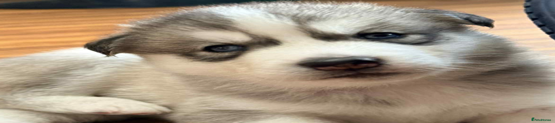 Siberian Husky Puppy 9