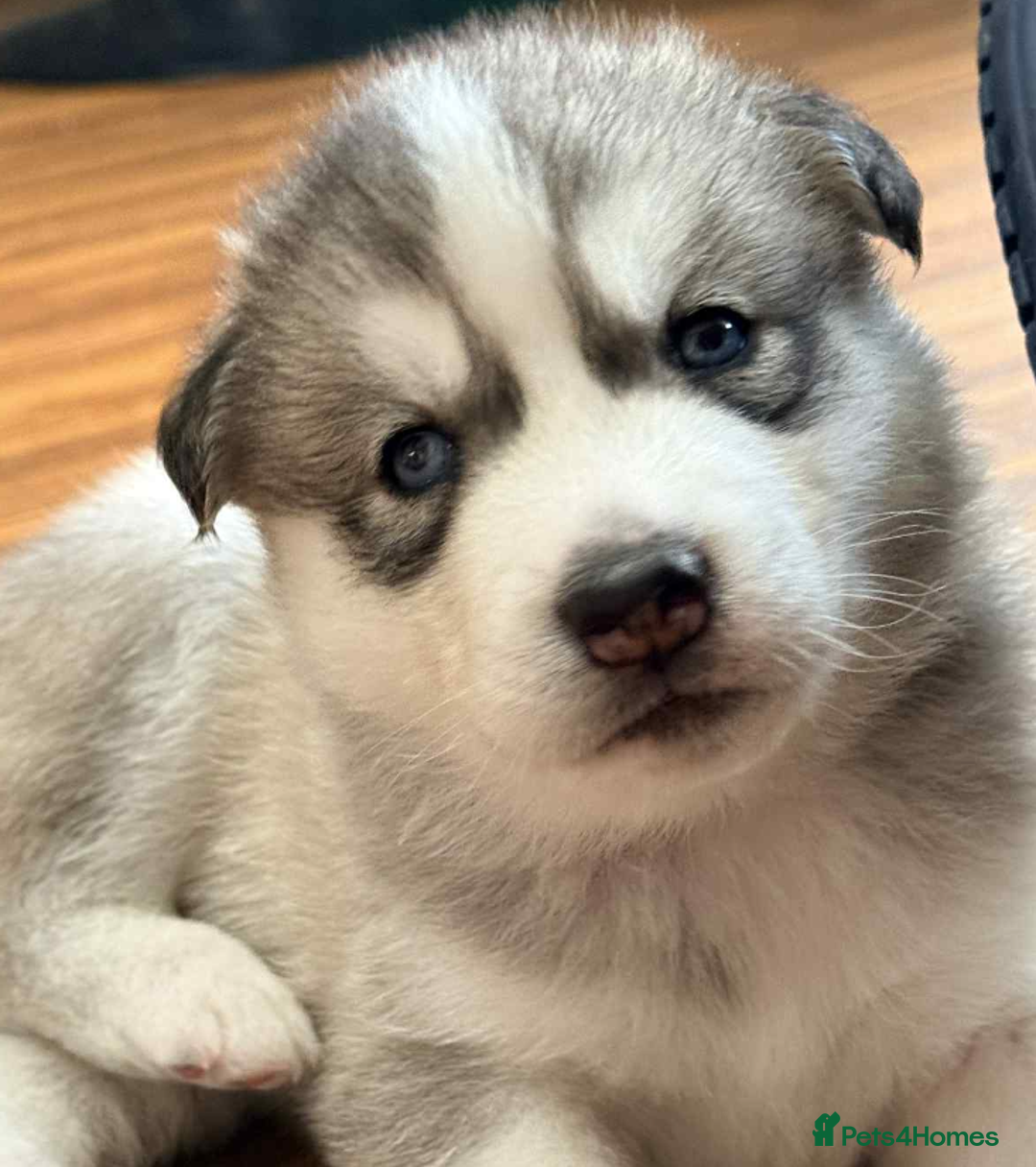 Siberian Husky dogs for sale: BEAUTIFUL SIBERIAN HUSKY PUPPIES  - Image 17