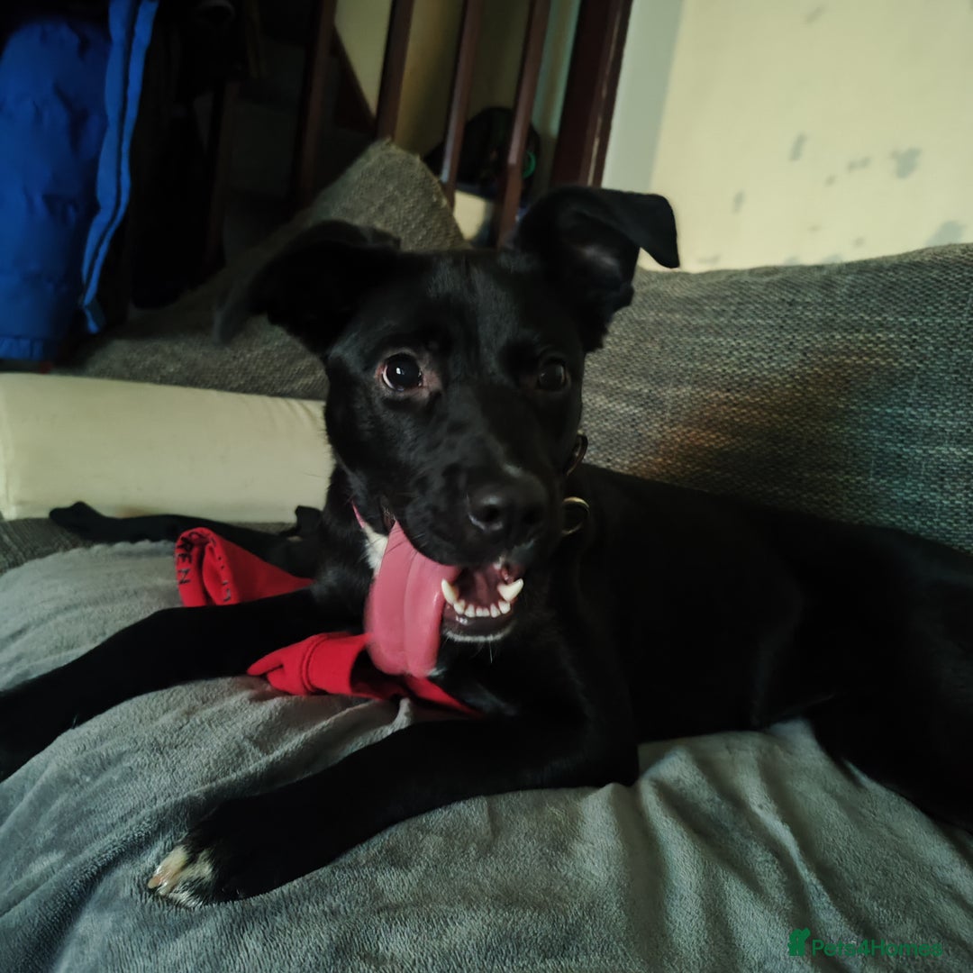 Mixed Breed dogs for sale: Free female puppy  - Advert 2