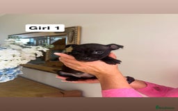 Staffordshire Bull Terrier dogs for sale: Beautiful staffordshire bull terrier puppies  - Image 16
