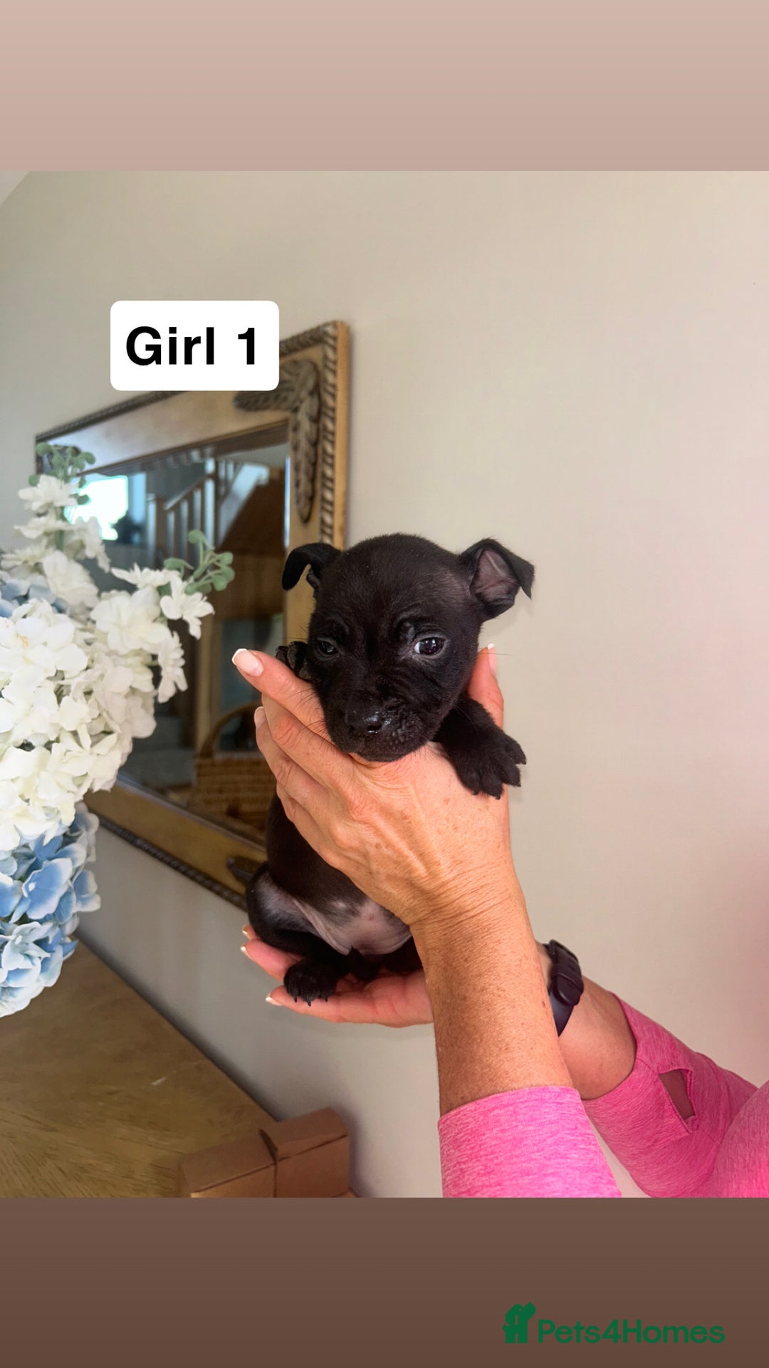 Staffordshire Bull Terrier dogs for sale: Beautiful staffordshire bull terrier puppies  - Image 16