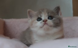 British Shorthair cats for sale: BSH/BLH Females TICA Reg  - Image 6