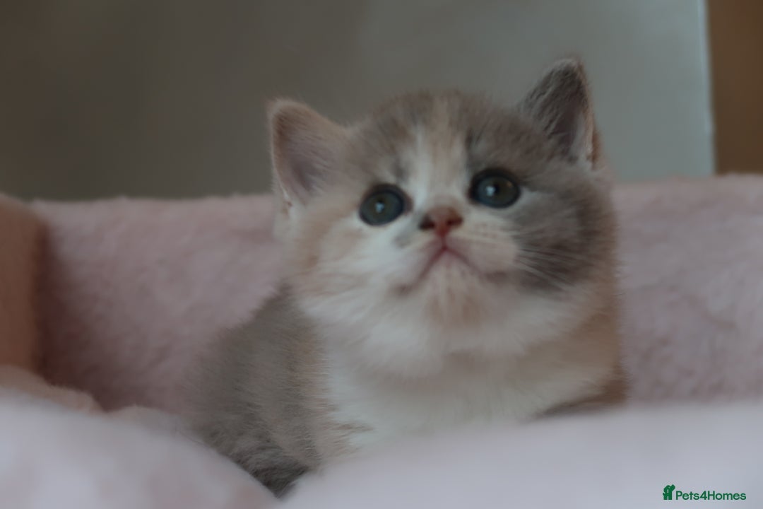British Shorthair cats for sale: BSH/BLH Females TICA Reg  - Image 6